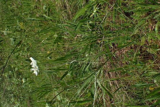 Imagem de Orlaya grandiflora (L.) Hoffm.