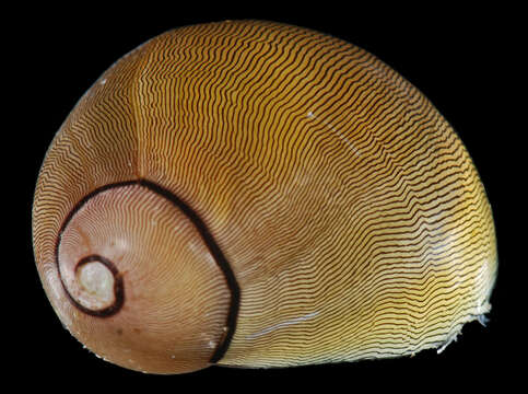 Image of Olive nerite