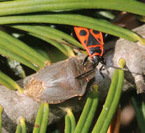 Image of Green shield bug