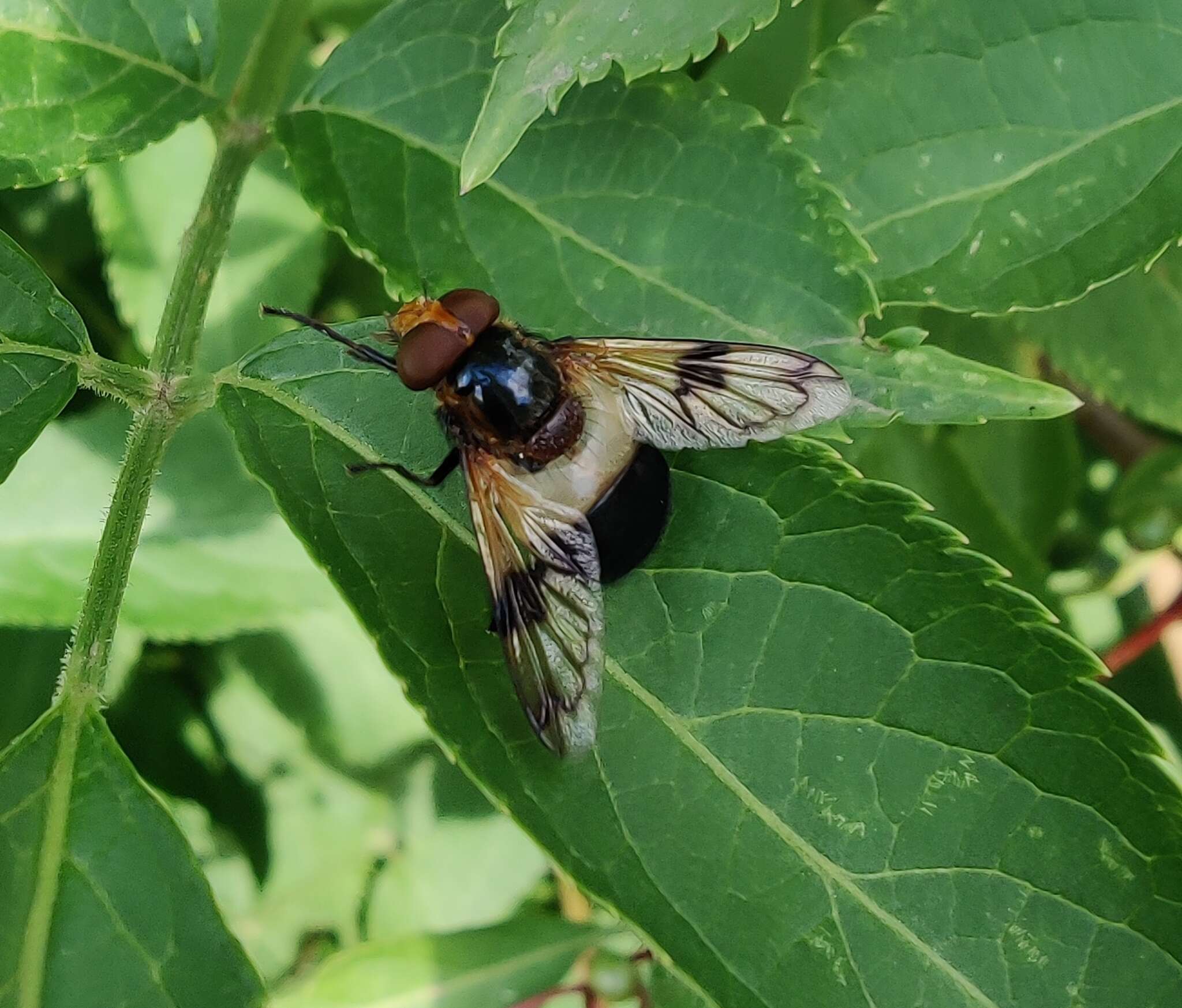 Image of gread pied hoverfly