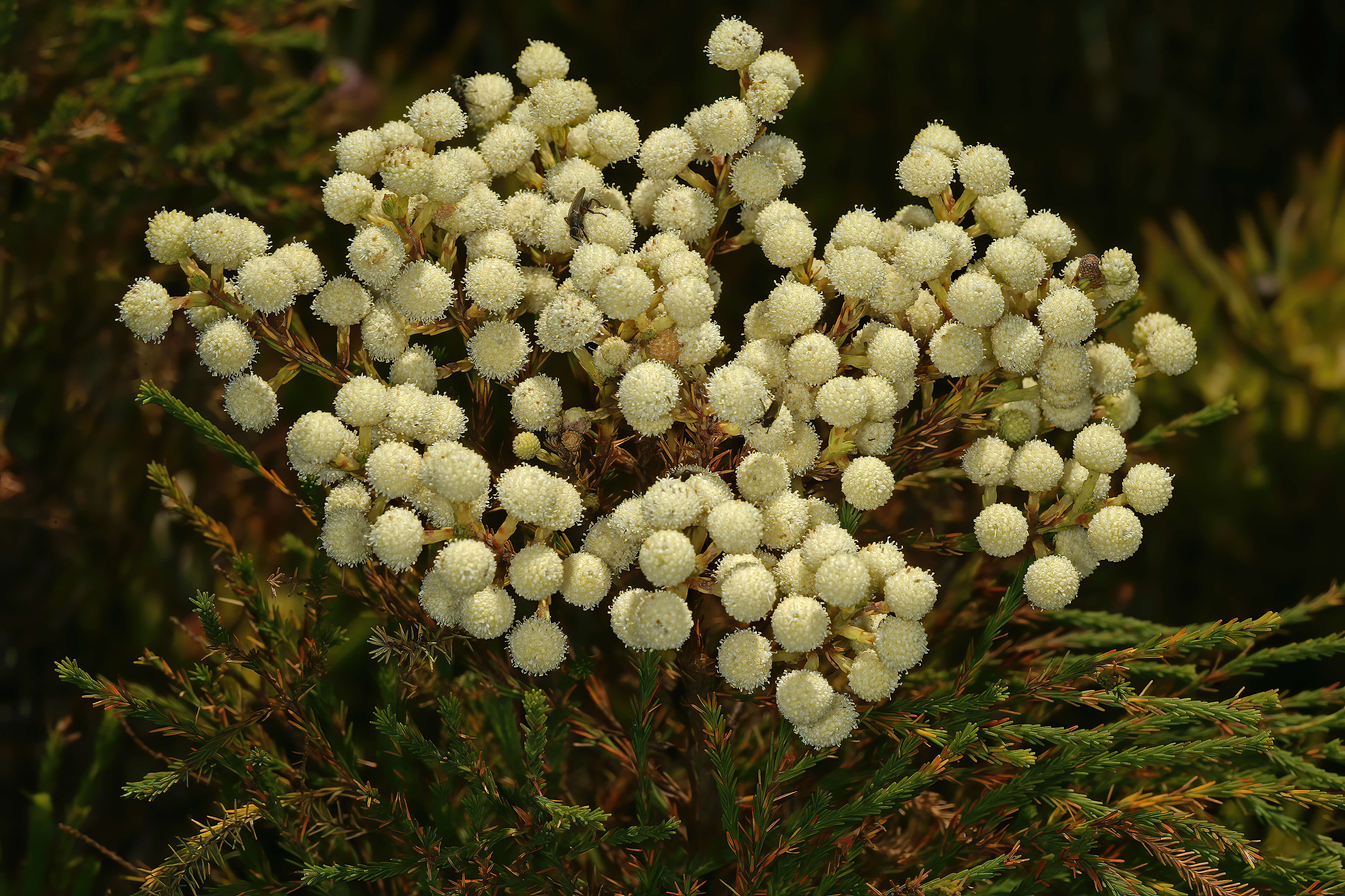 Image of Berzelia lanuginosa (L.) Brongn.