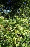 Image of Arizona bugbane