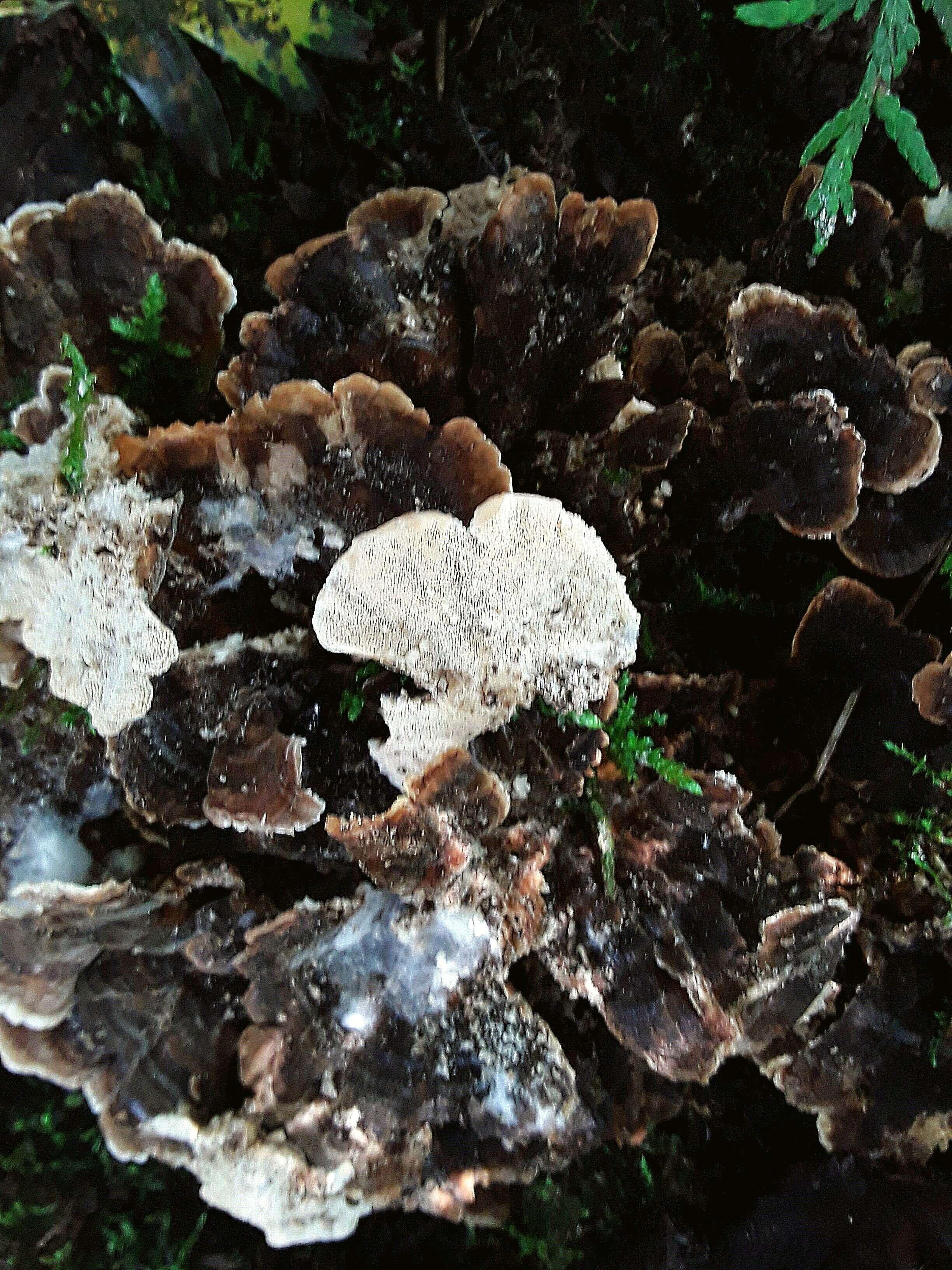 Image of Turkey Tail