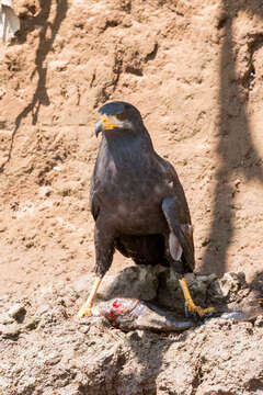 Image of Common Black Hawk