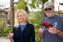 Image of Marigold Lorikeet