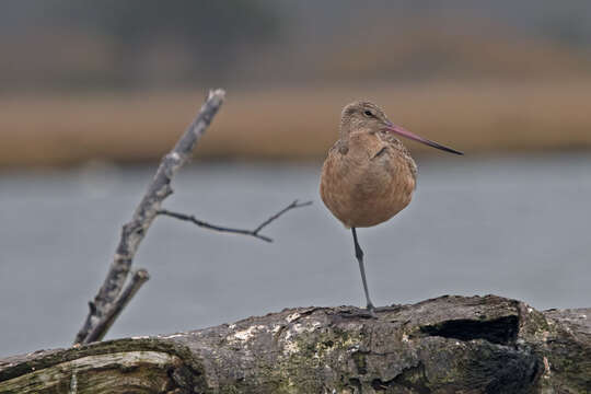 Image of Marbled Godwit