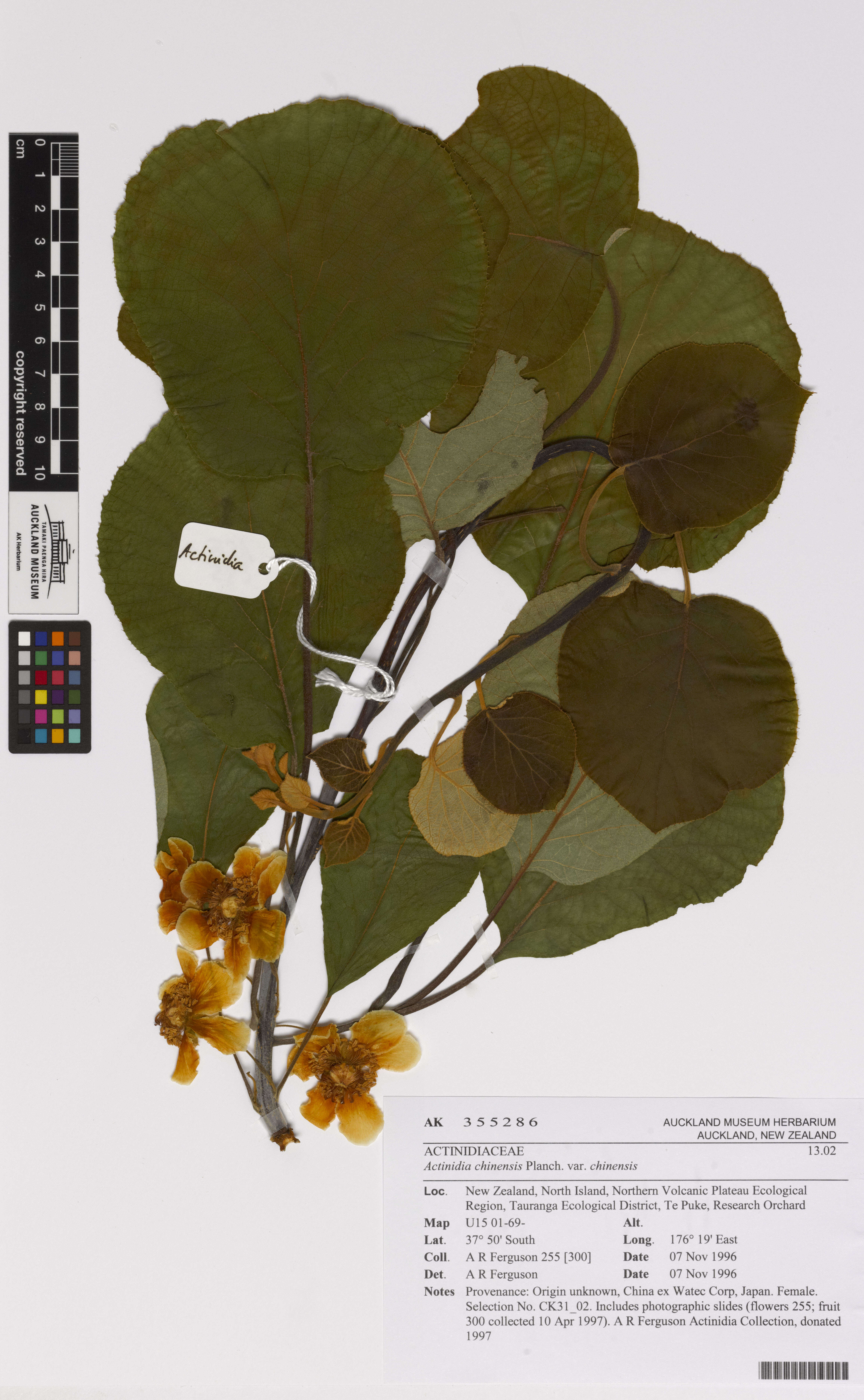 Image de Actinidia chinensis Planch.