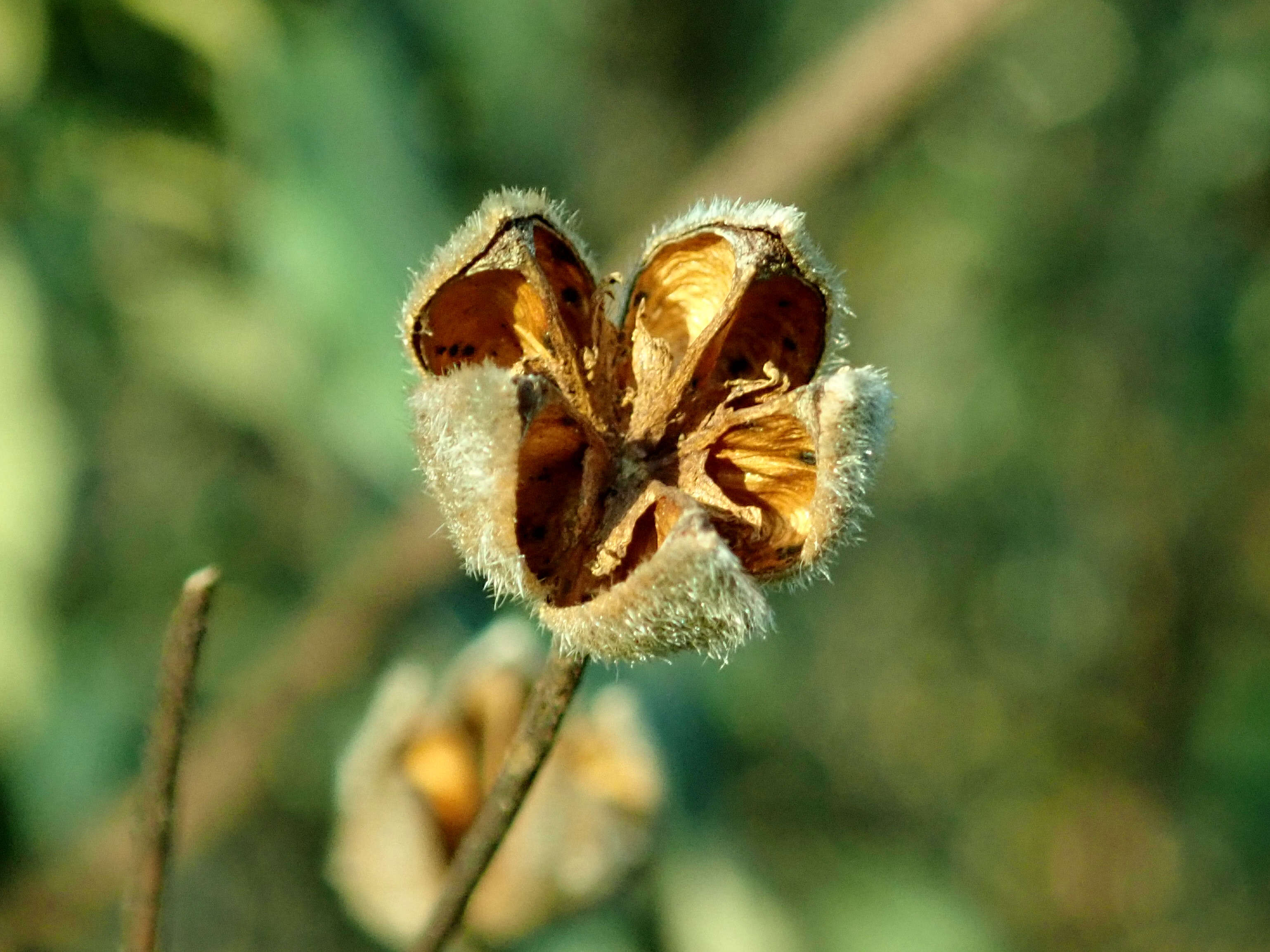 Imagem de Cistus laurifolius L.