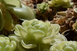 Imagem de Pinguicula esseriana B. Kirchner