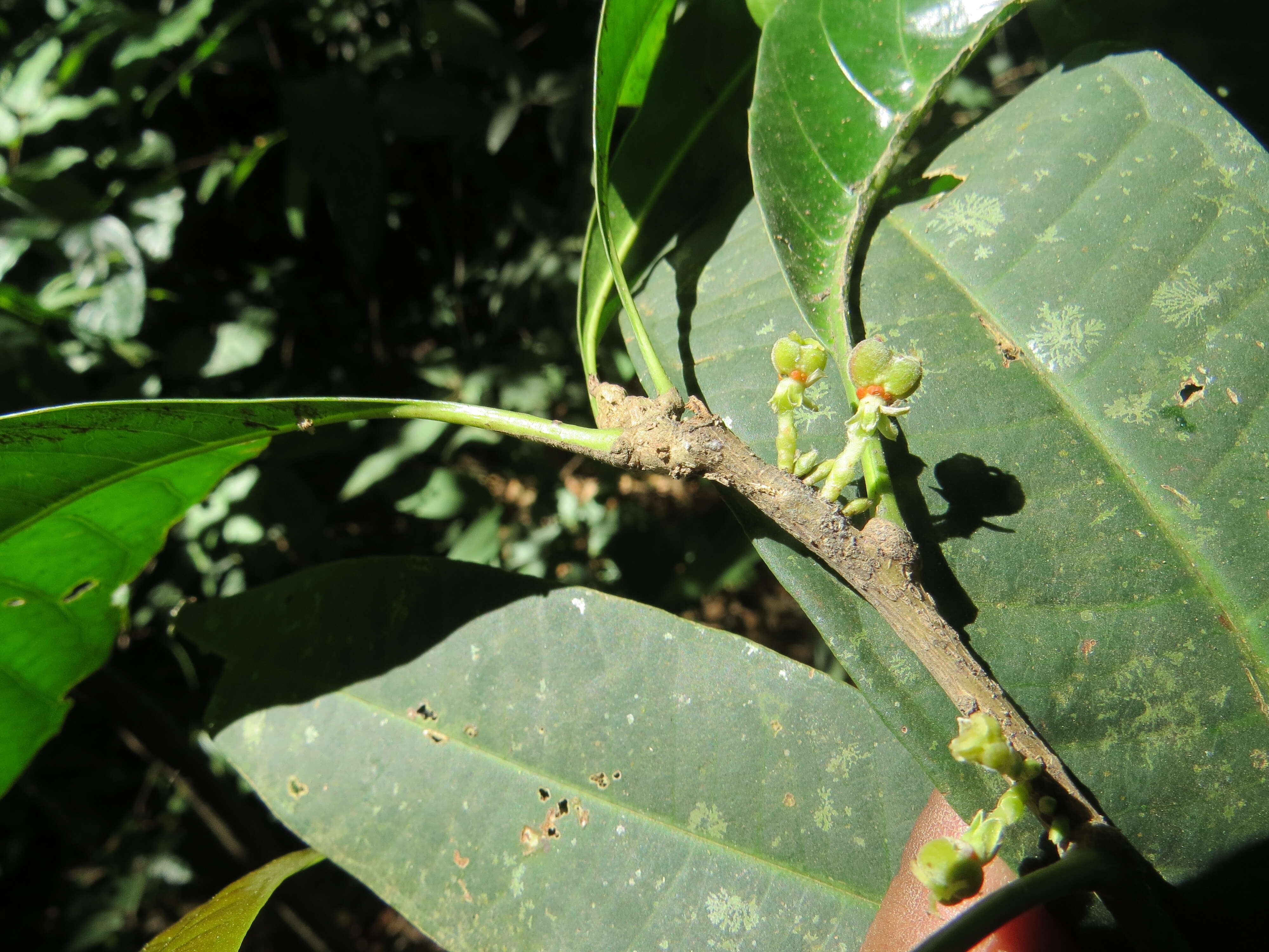 Image of Agrostistachys indica Dalzell