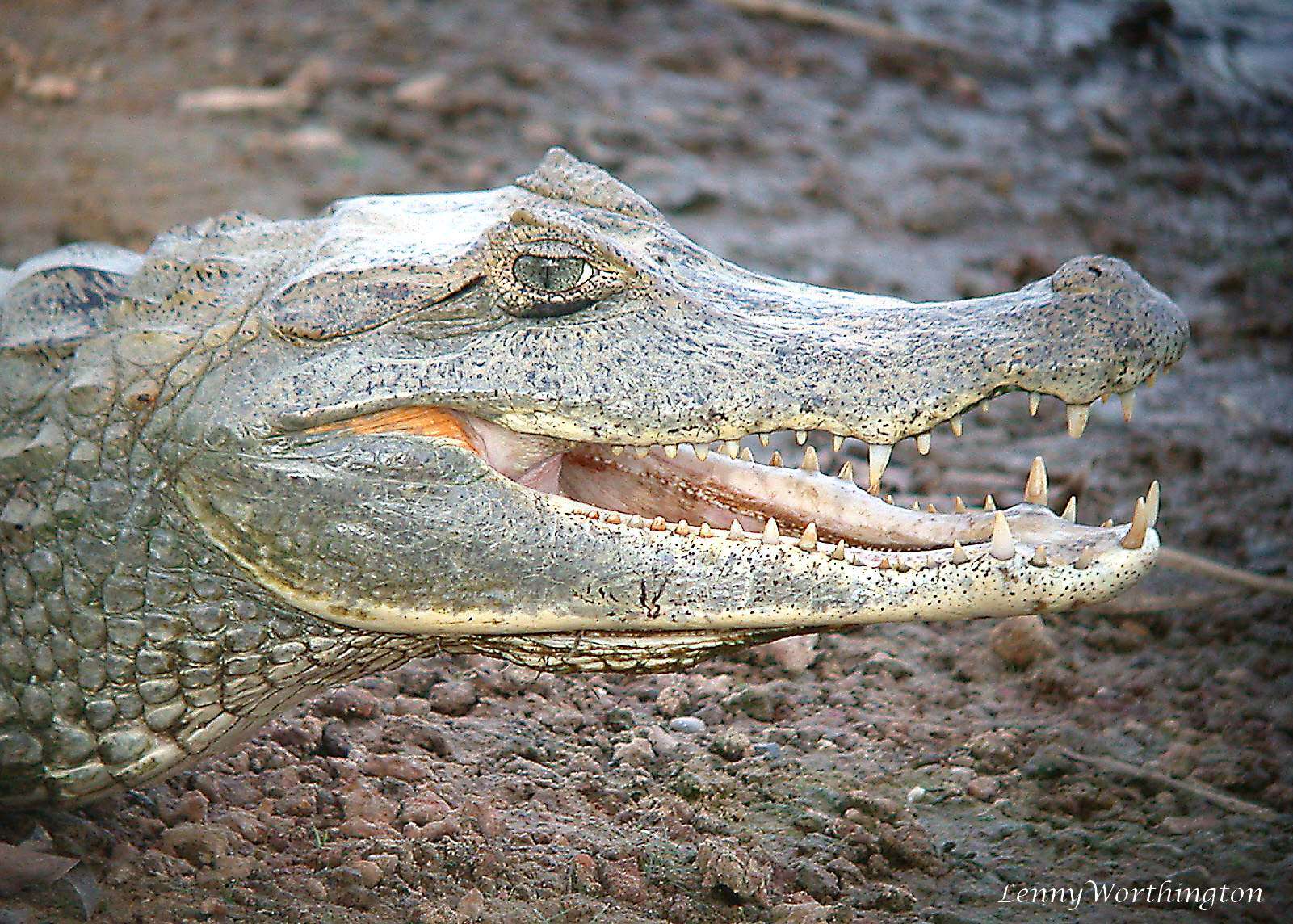 Image of Common Caiman