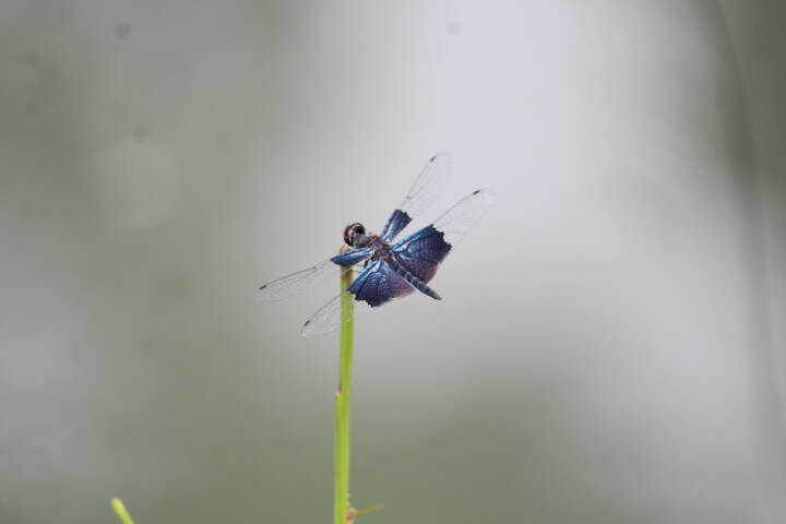 Слика од Rhyothemis triangularis Kirby 1889