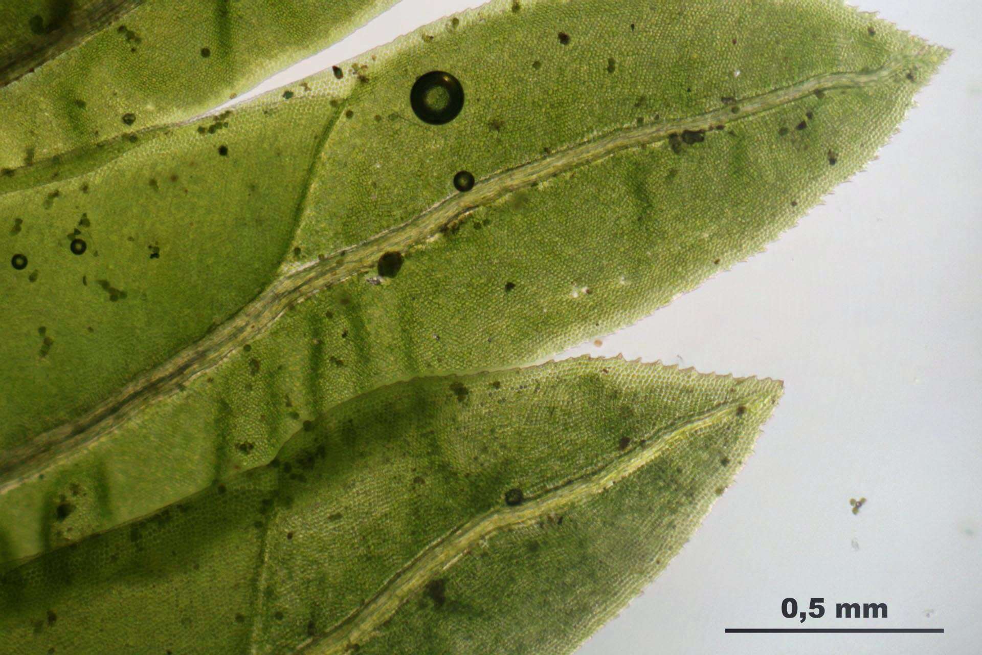 Image of fissidens moss