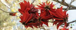 Image of coral erythrina