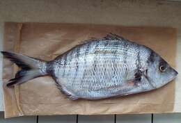 Image of Porgy