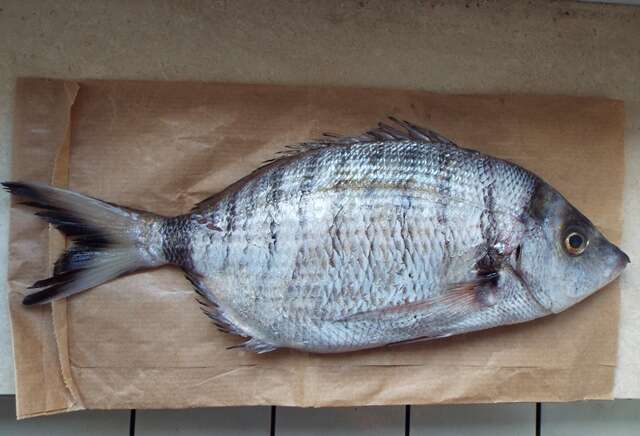 Image of Porgy