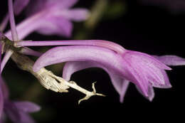 Imagem de Dendrobium hasseltii (Blume) Lindl.
