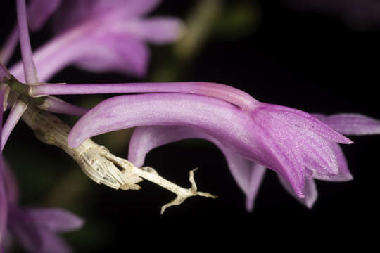 Sivun Dendrobium hasseltii (Blume) Lindl. kuva