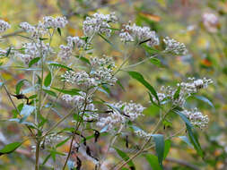 Image of tall thoroughwort