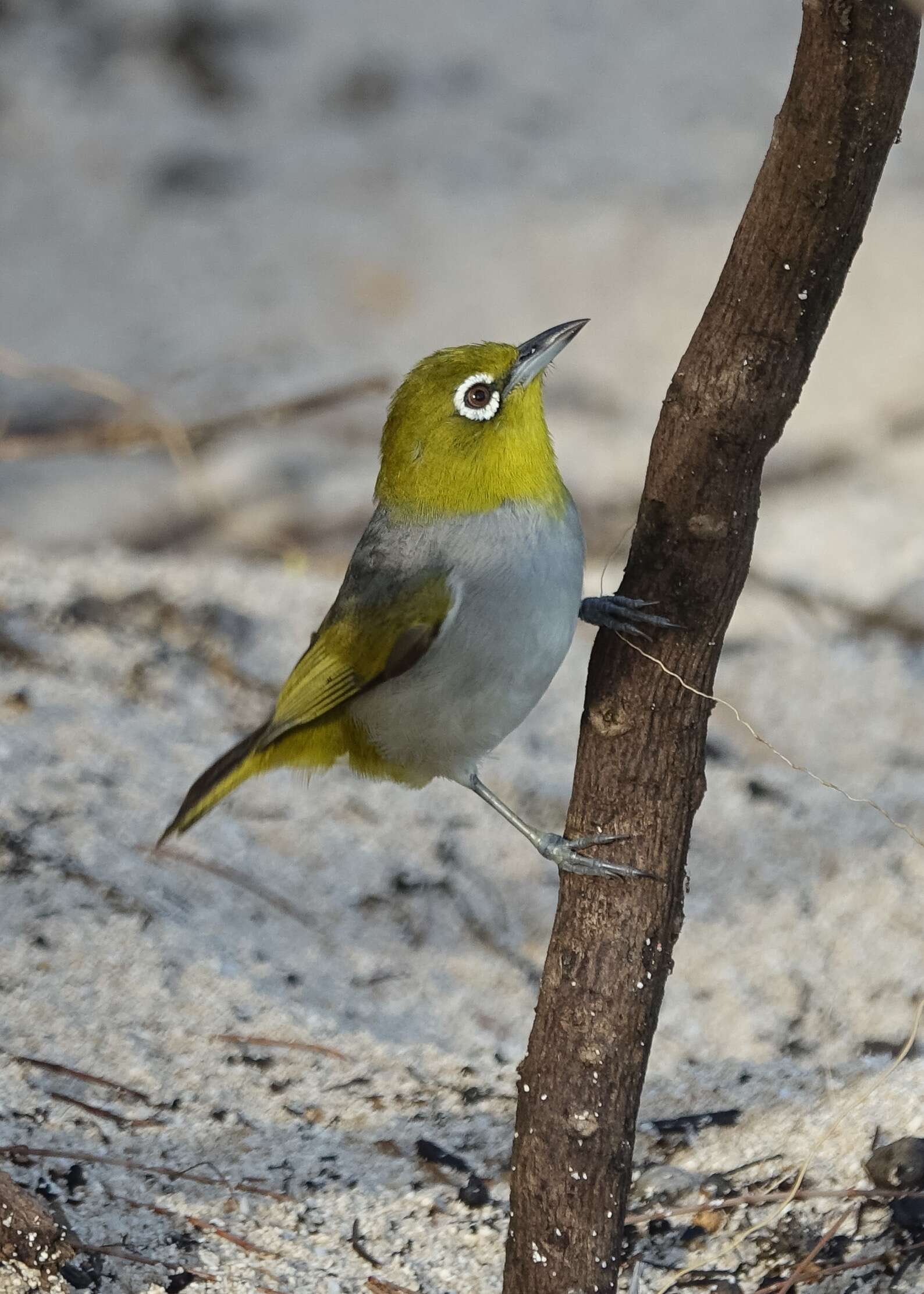 Image of Silvereye