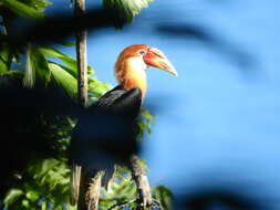 Image of Narcondam Hornbill