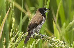 Image of Black-faced Munia