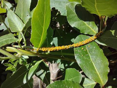 Image of Aphid