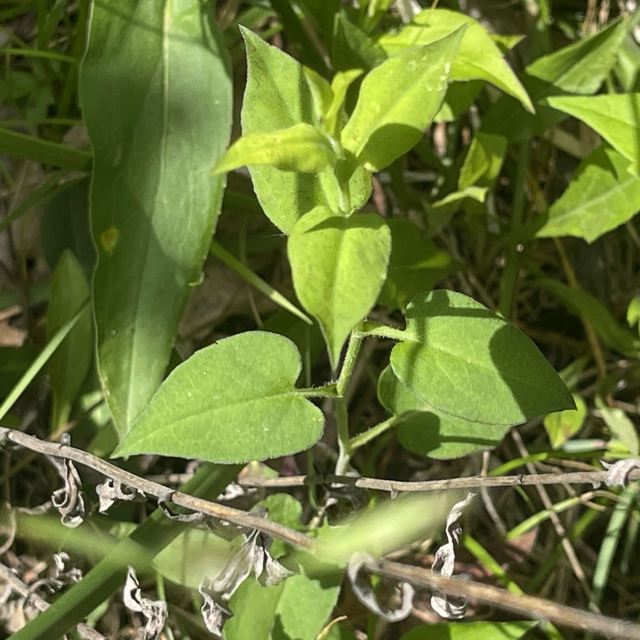 Image of wavyleaf aster