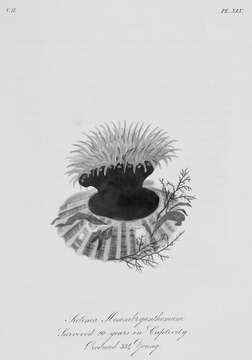 Image of Beadlet anemone