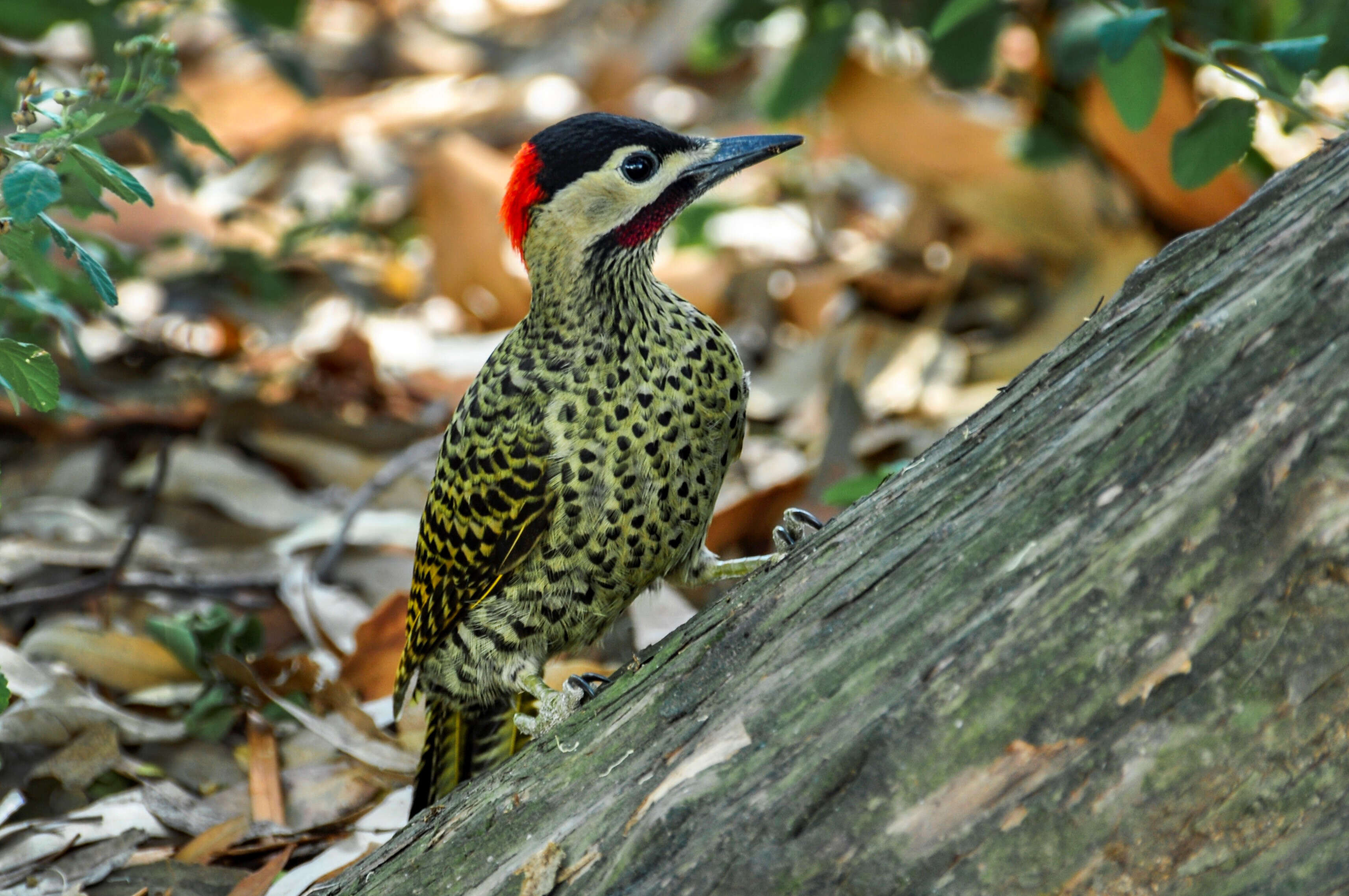 Image of Green-barred Woodpecker
