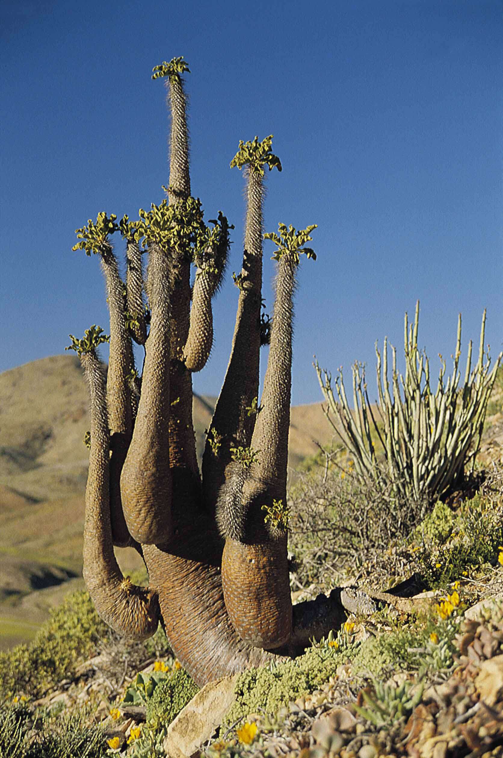 Image of Pachypodium namaquanum (Wyley ex Harv.) Welw.