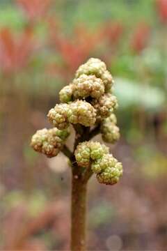 صورة Rodgersia aesculifolia Batalin