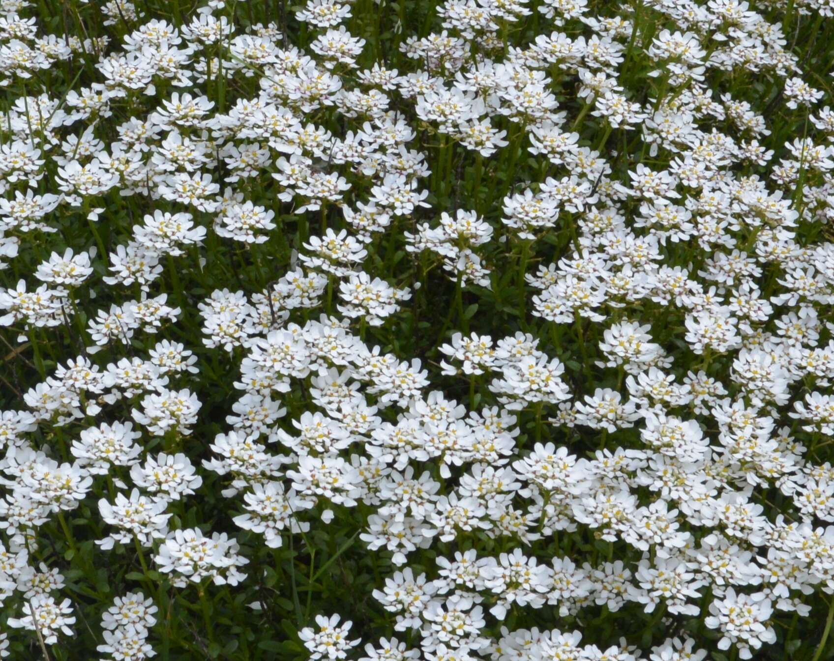 Plancia ëd Iberis sempervirens L.