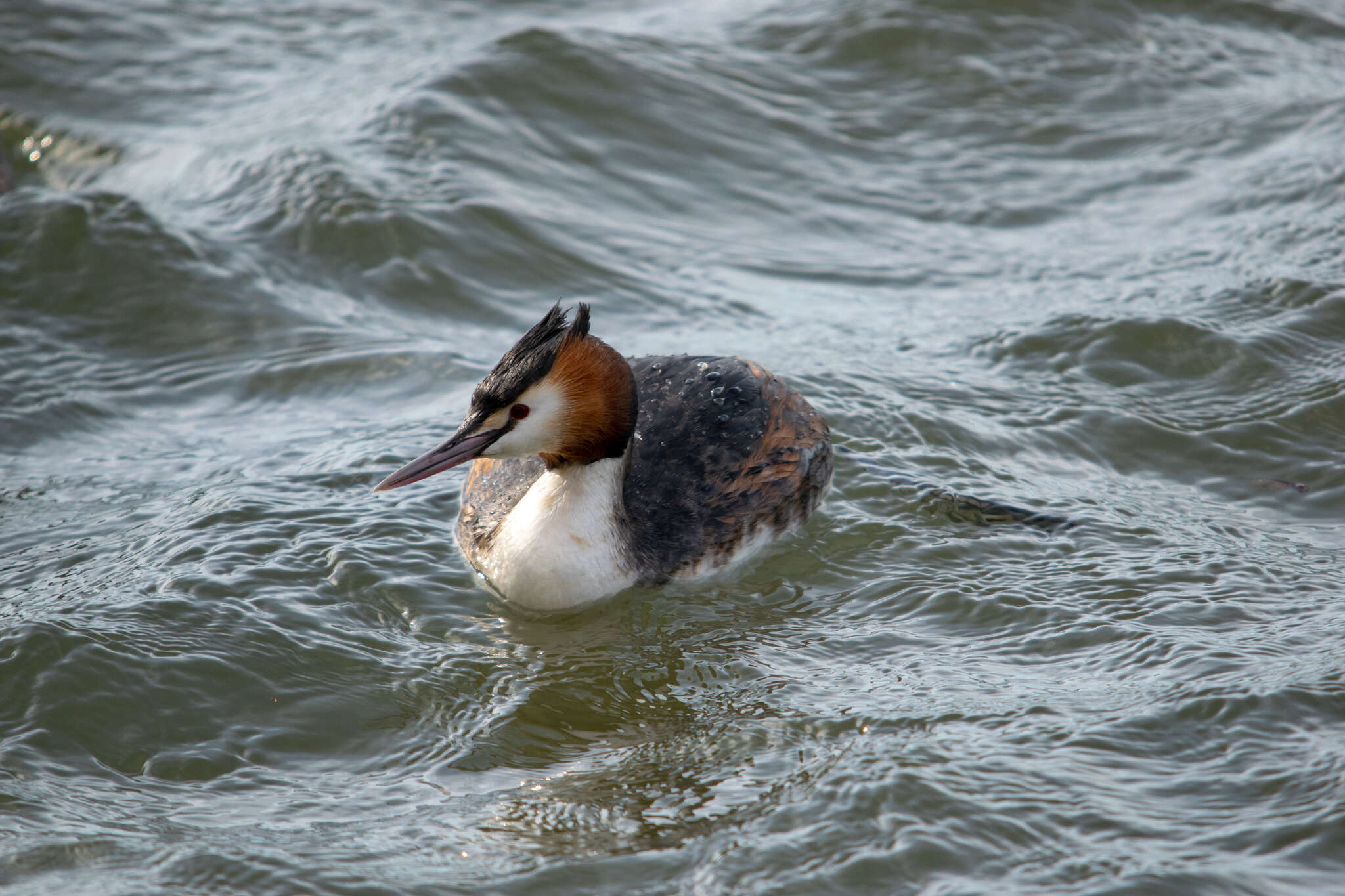 Image of Podiceps Latham 1787