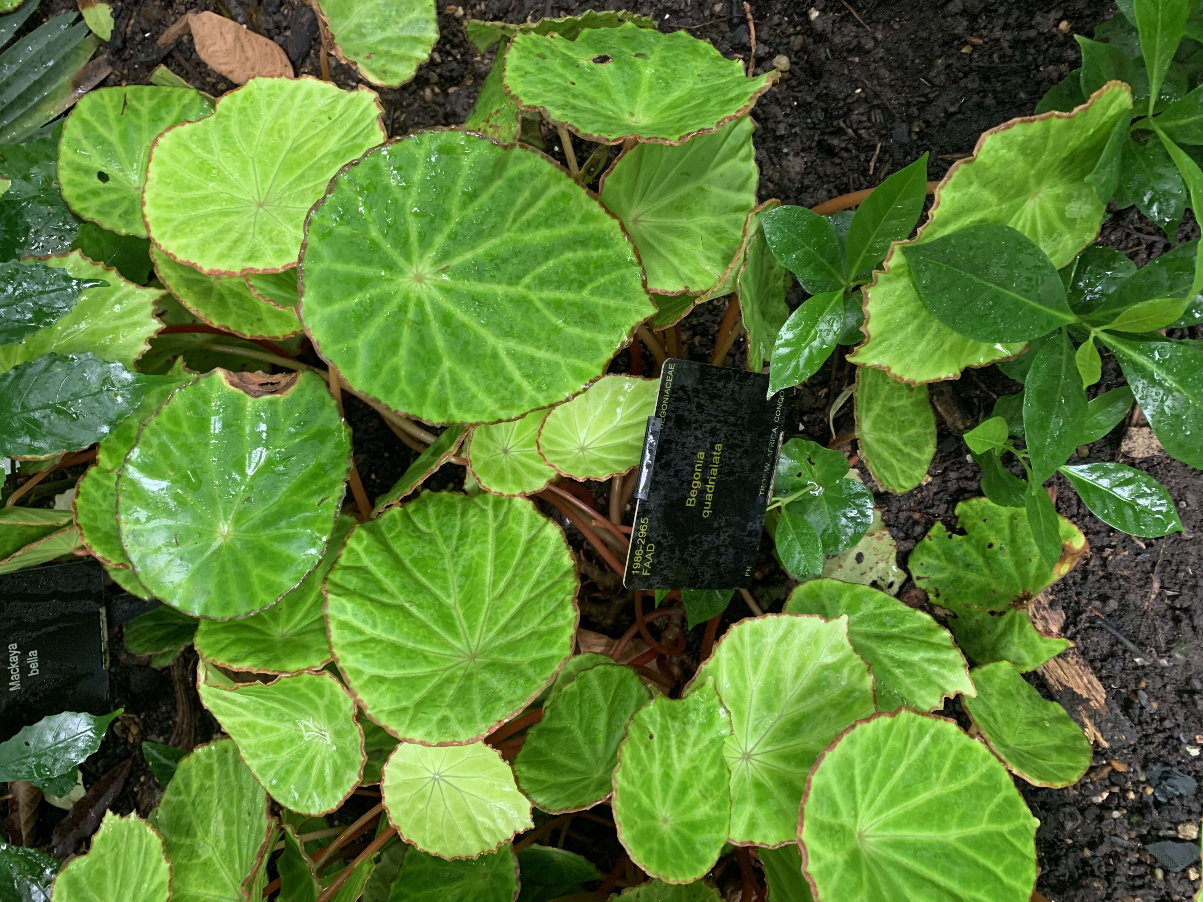 Слика од Begonia quadrialata Warb.