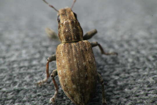 Image of Clover Root Weevil