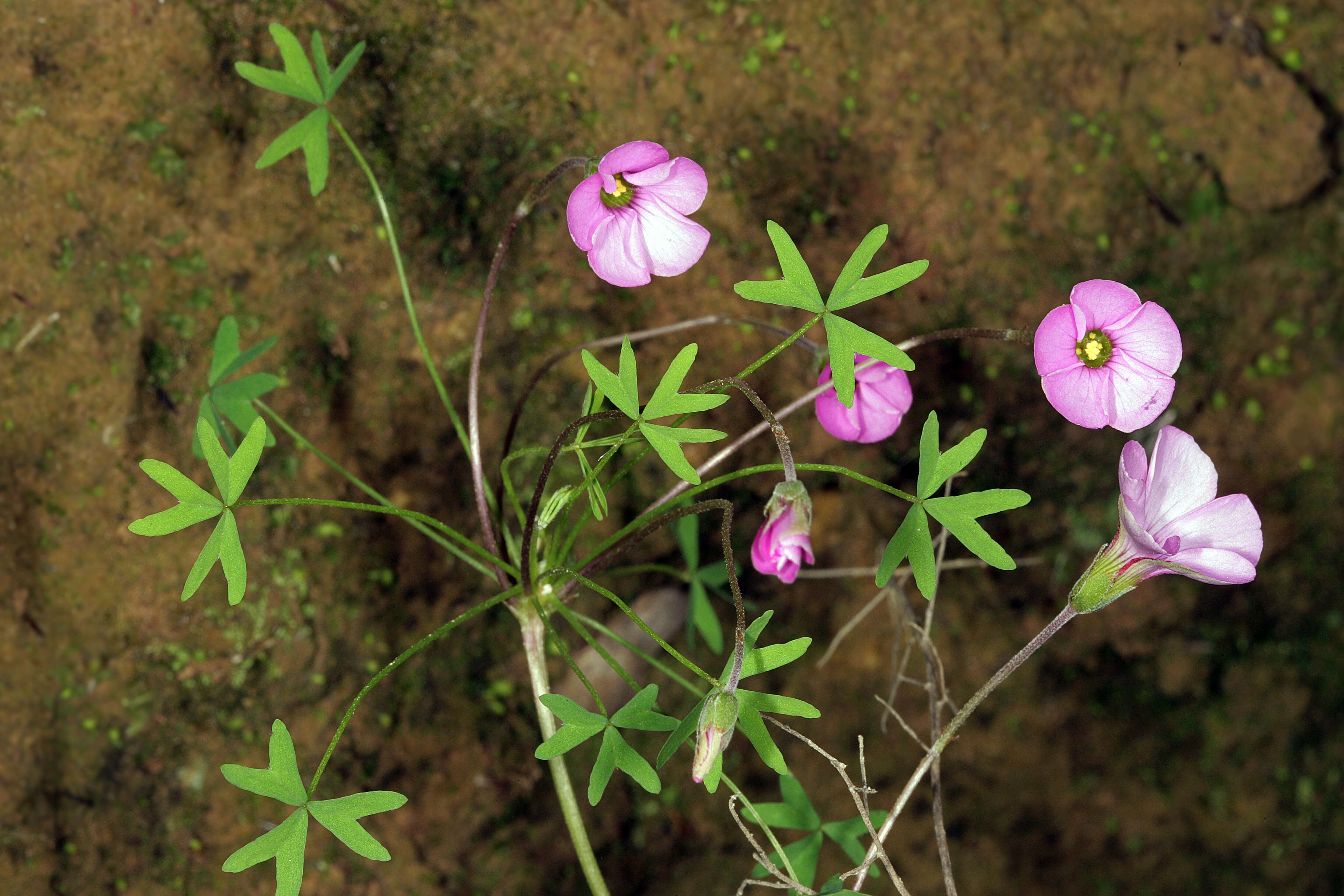 Imagem de Oxalis bifida Thunb.