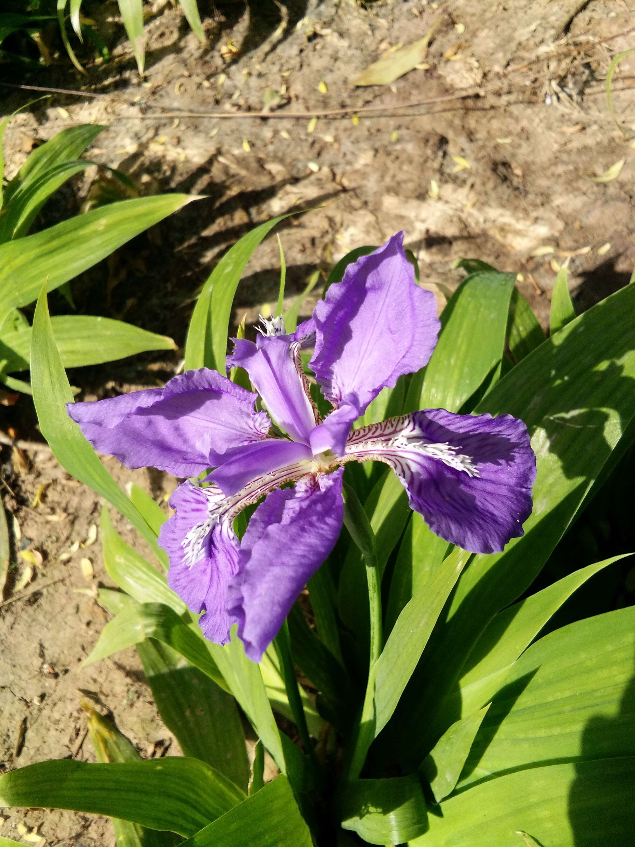 Image de Iris tectorum Maxim.