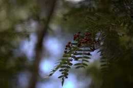 Imagem de Sorbus koehneana C. K. Schneid.