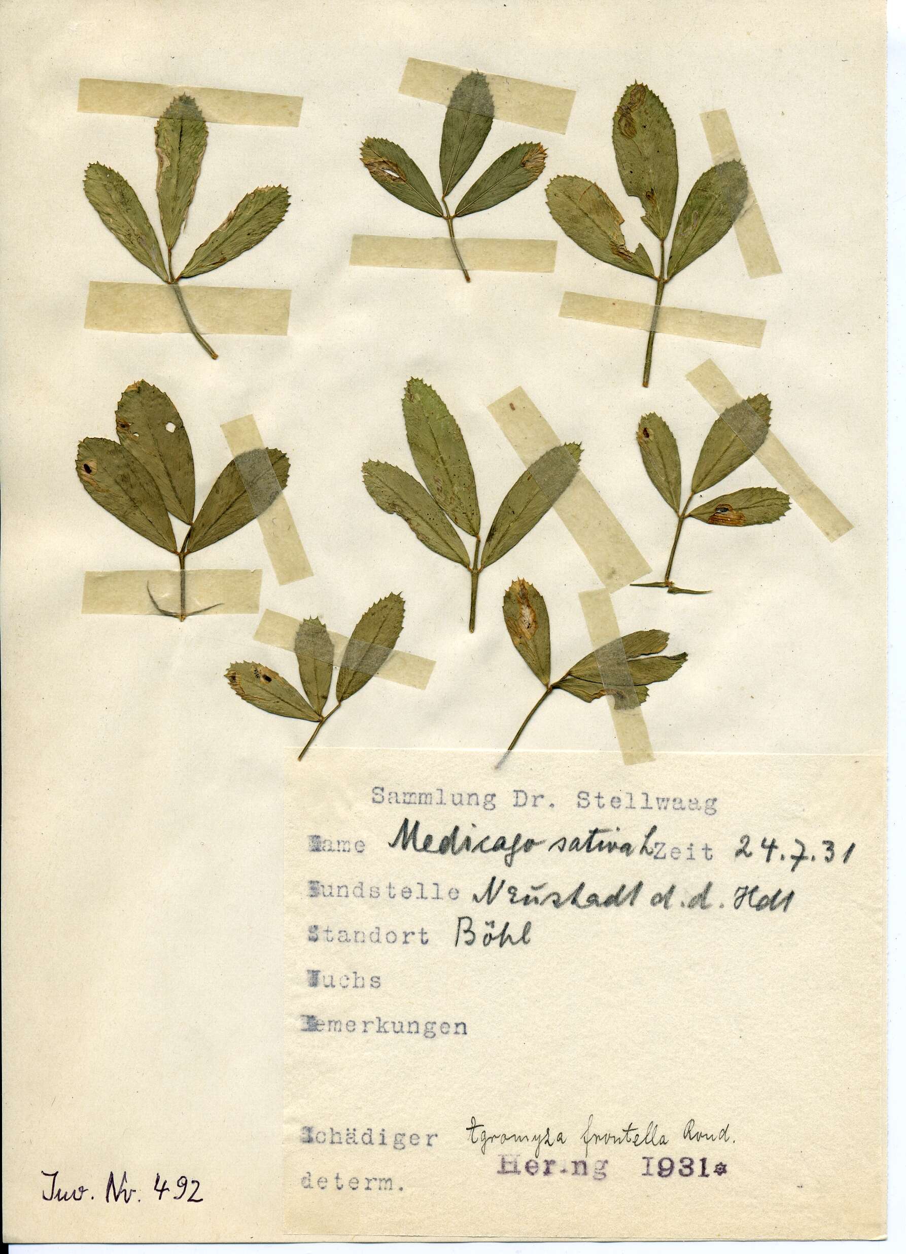 Imagem de Agromyza frontella (Rondani 1874)