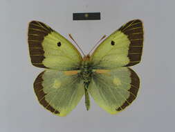 Image of Colias chlorocoma Christoph 1888