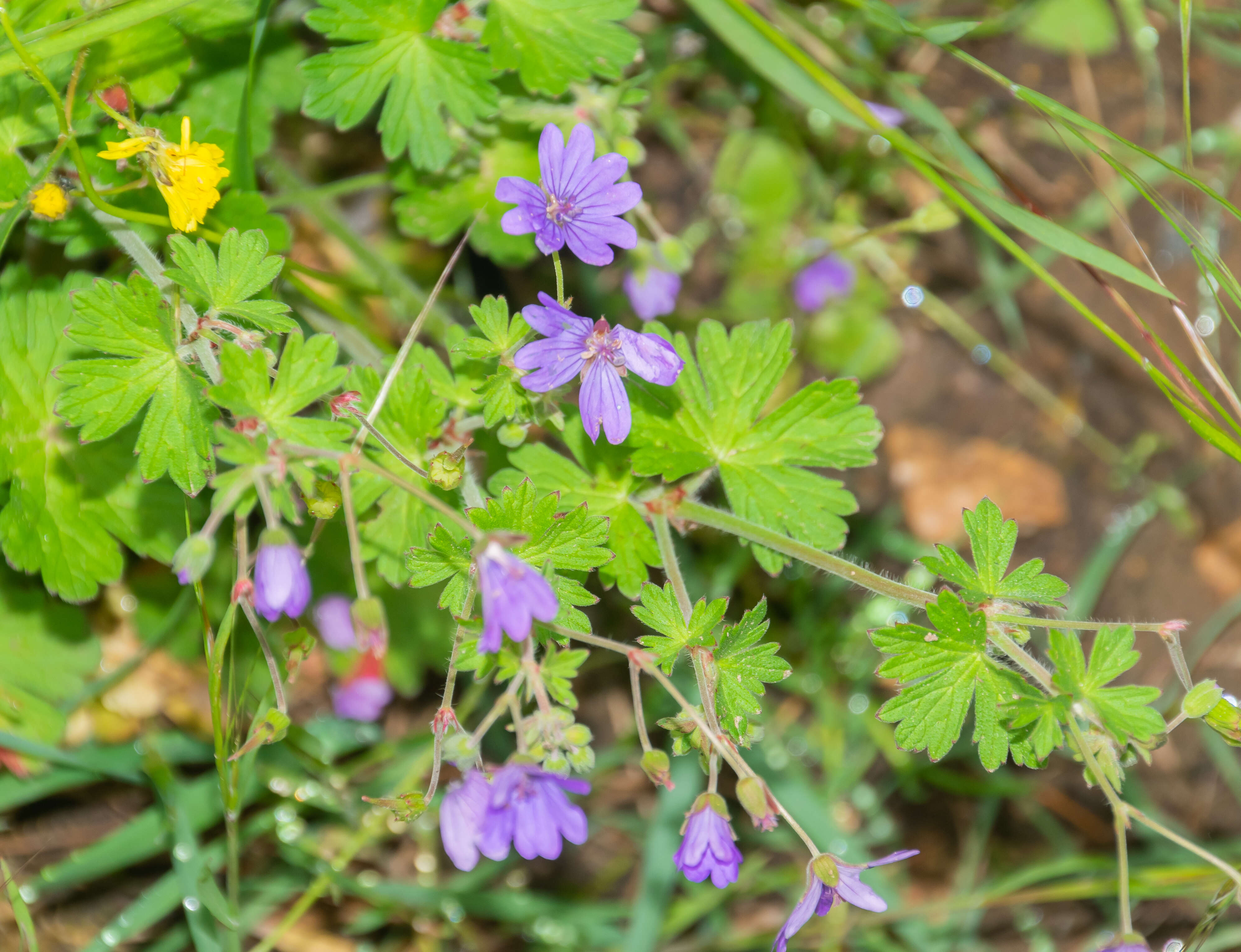 Image of hedgerow geranium