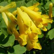 Image of yellow corydalis