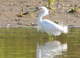 Image de Aigrette neigeuse