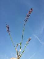 Image of stalked bur grass