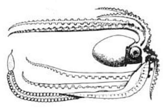 Image of Ocythoe Rafinesque 1814