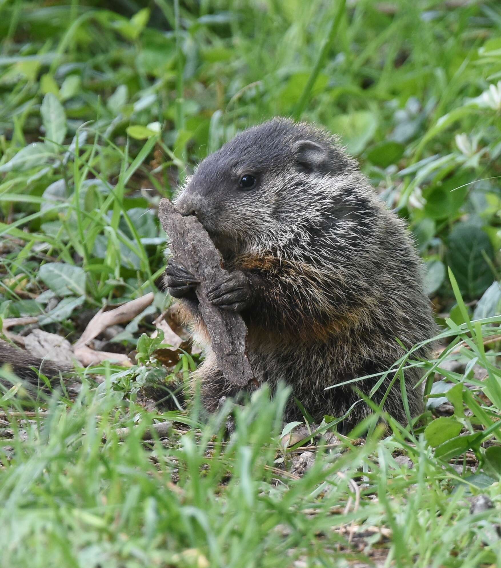 Sivun Marmota subgen. Marmota Blumenbach 1779 kuva