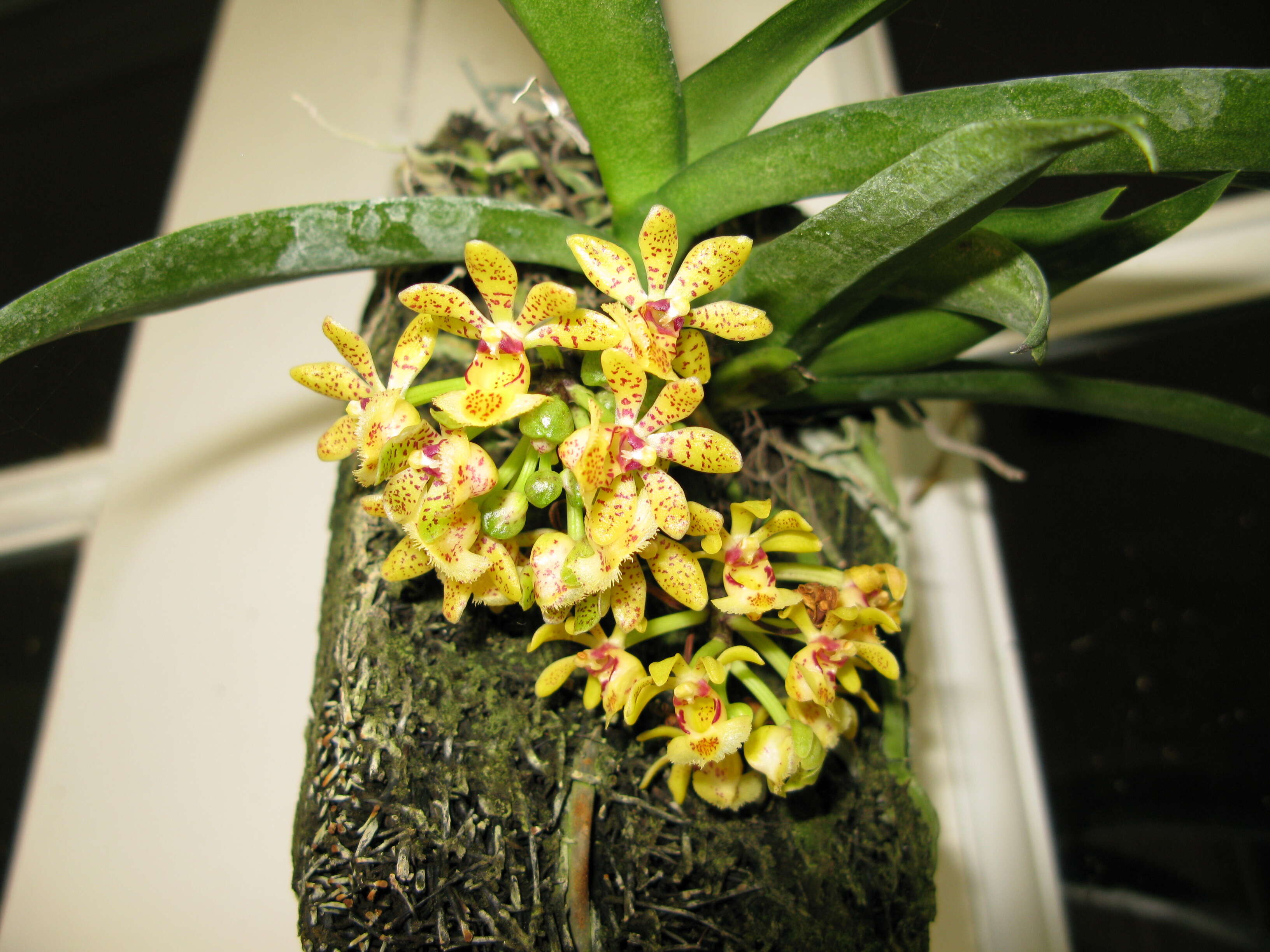 Imagem de Gastrochilus obliquus (Lindl.) Kuntze