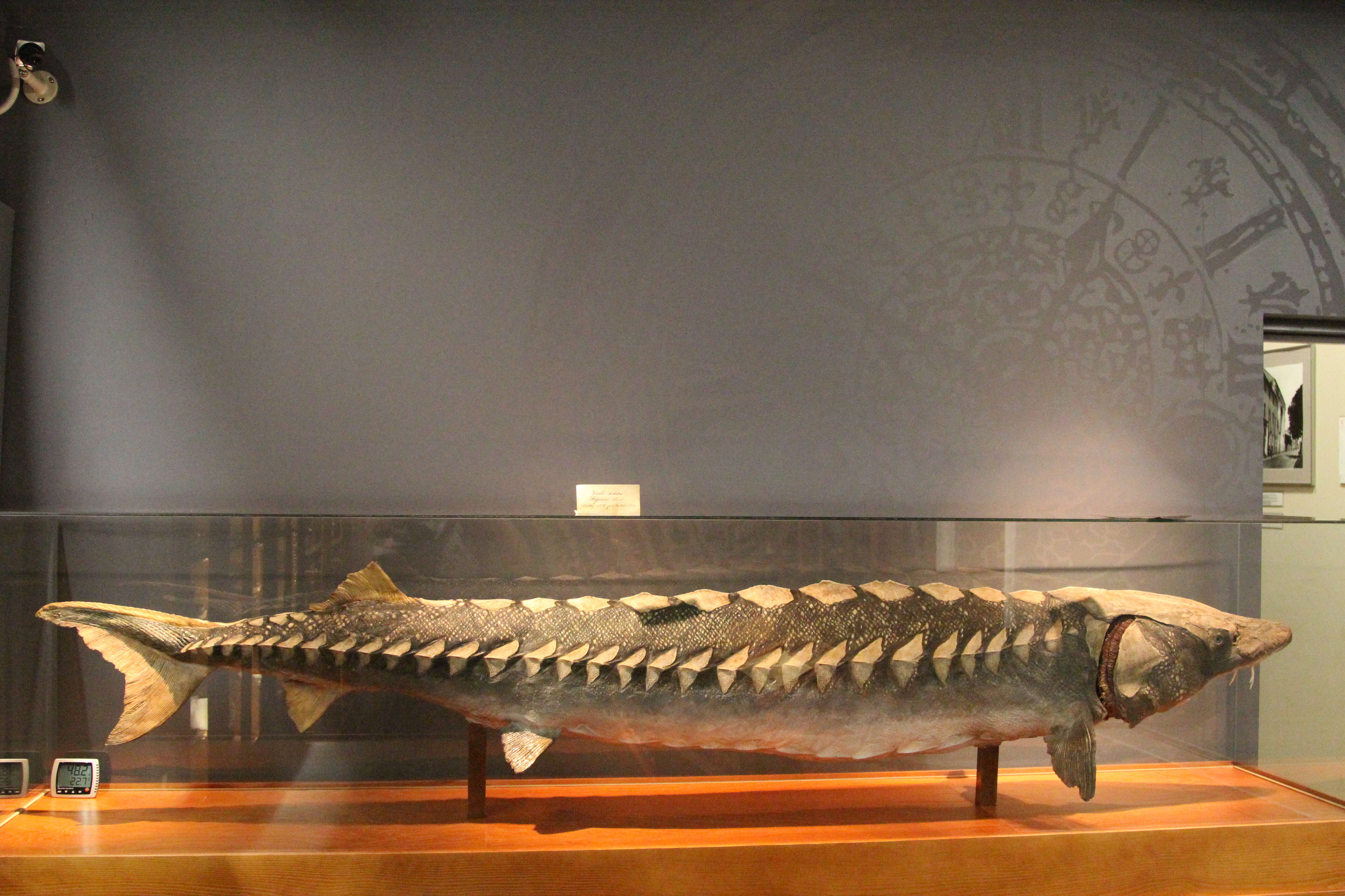 Image of Atlantic Sturgeon