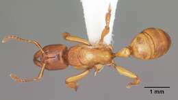 Imagem de Centromyrmex praedator